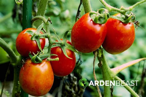 How to Grow Roma Tomatoes: The Complete Plant Guide